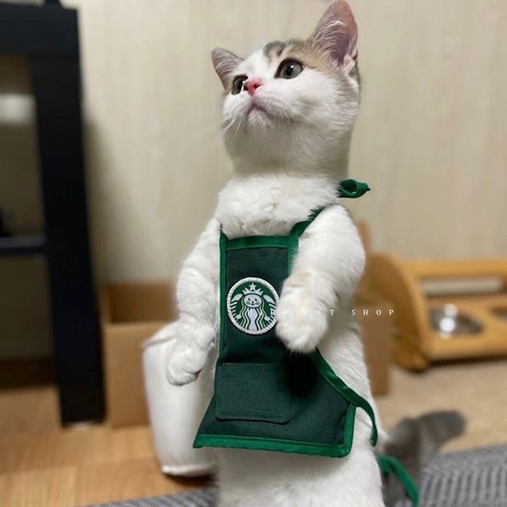 Yếm Starbucks Hàn Quốc dễ thương quần áo cho chó đeo bụng tạp dề khăn mũ sinh nhật mèo.