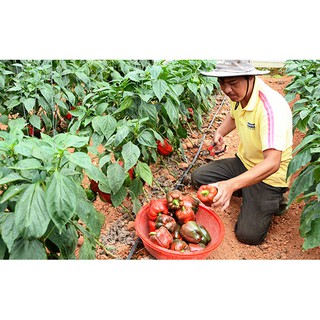 Hạt Giống Ớt Ngọt