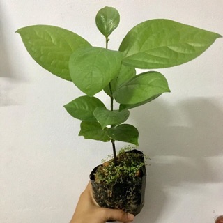 Cây giống hồng giòn Đà Lạt