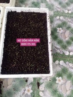 Cẩm chướng 50k/1.200 hạt