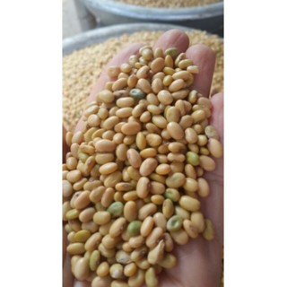 1kg đậu tương hạt dẹt thuần chủng Nomo (loại đậu người nhật làm tương)