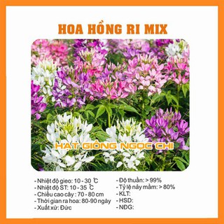 Hạt Giống Hoa Hồng Ri Mix - 30 Hạt