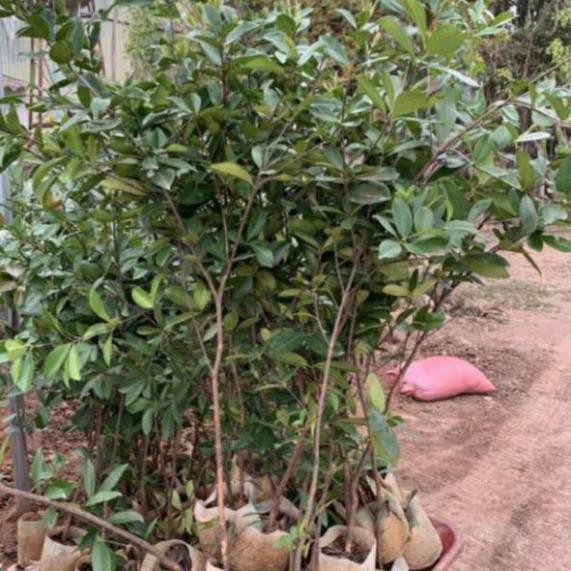 Cây cherry (cây nhỡ cao từ 80-100cm)