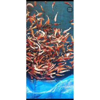 Food betta fancy copper red star