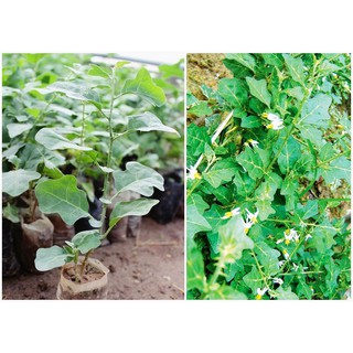 Hạt Giống Cà Gai Leo Nảy Mầm Cao - 50 Hạt/Gói