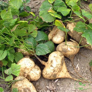 Hạt giống Củ Đậu _ củ sắn chiêm xanh