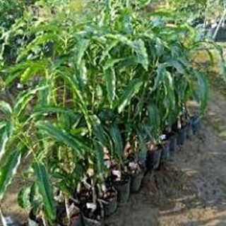 CÂY GIỐNG XOÀI TỨ QUÝ SIÊU QUẢ- CAM KÊT GIỐNG CHUẨN F1