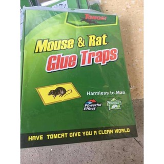 Miếng dán bẫy chuột thần thánh
