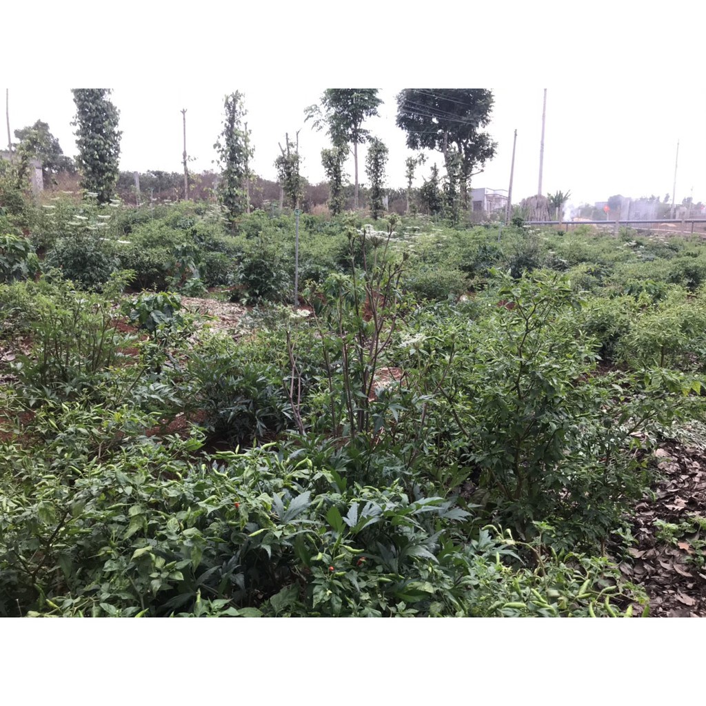 Đương quy khô 100 gram