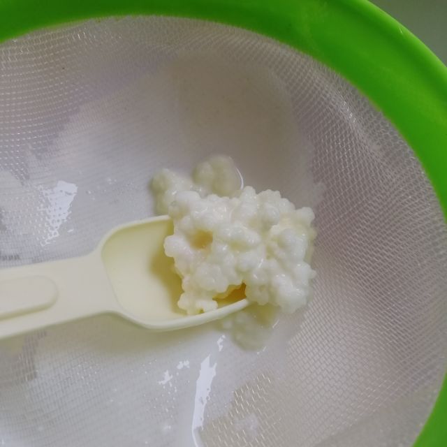 Nấm sữa kefir