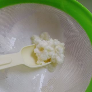 Nấm sữa kefir