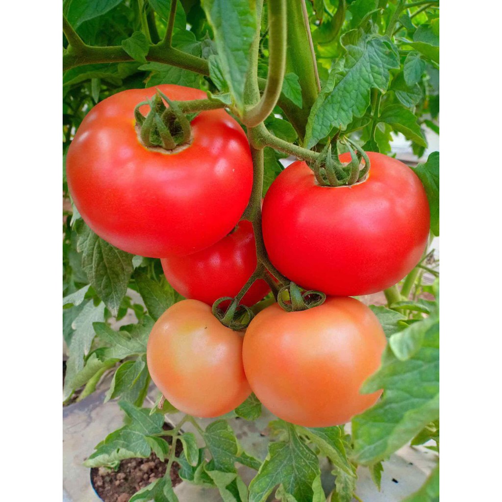 HẠT GIỐNG CÀ CHUA TRÁI TRÒN F1 KAGO - GÓI 0,5 GRAM