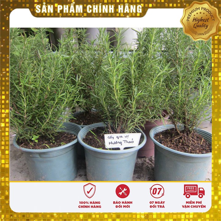 Hạt giống cây hương thảo hương thảo - cây đuổi muỗi