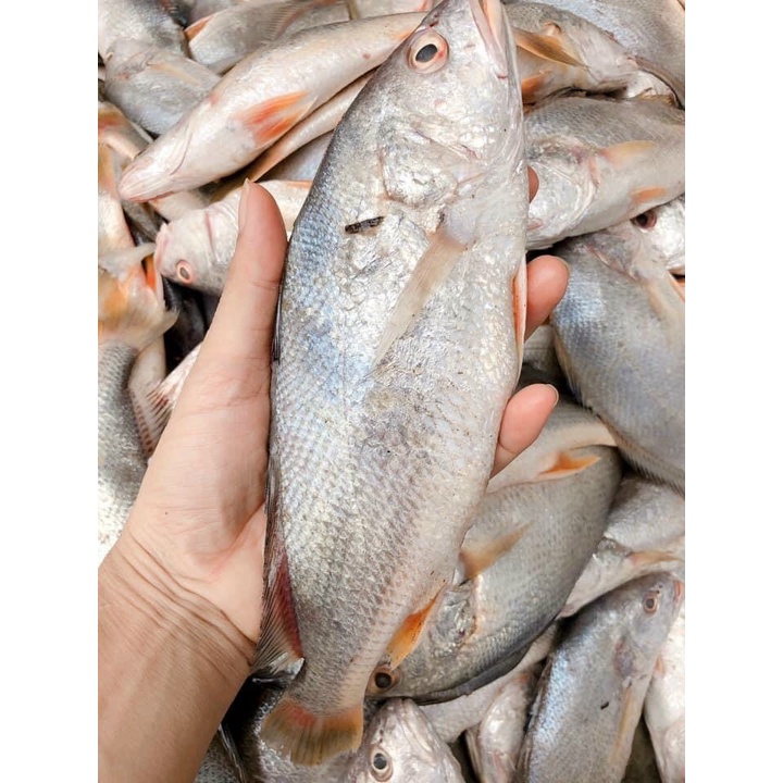 Khô cá đù  | Khô cá đù nguyên con 1 nắng - Ship HCM siêu tốc 1-2h