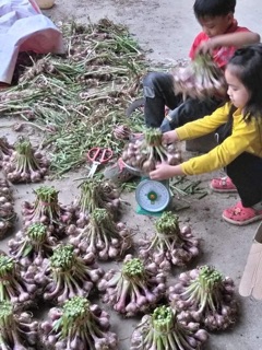 Tỏi ta tía Hoà Bình