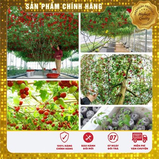 Hạt Giống Cà Chua Bạch Tuộc (08 Hạt ) tặng 10 Viên Nén Kích Thích Nảy Mầm