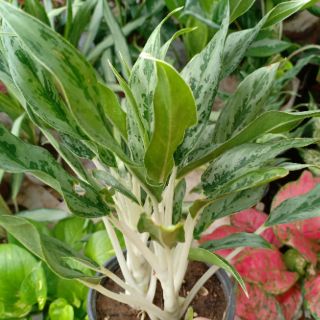 Cây giữ tiền nhật