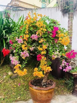 hoa  giấy  5mau