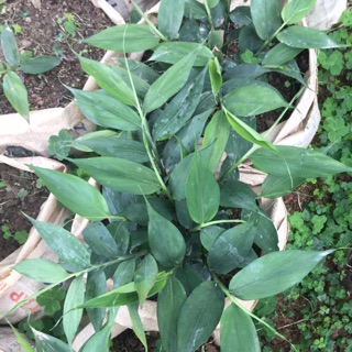 1 Khóm gừng núi đá lạng sơn