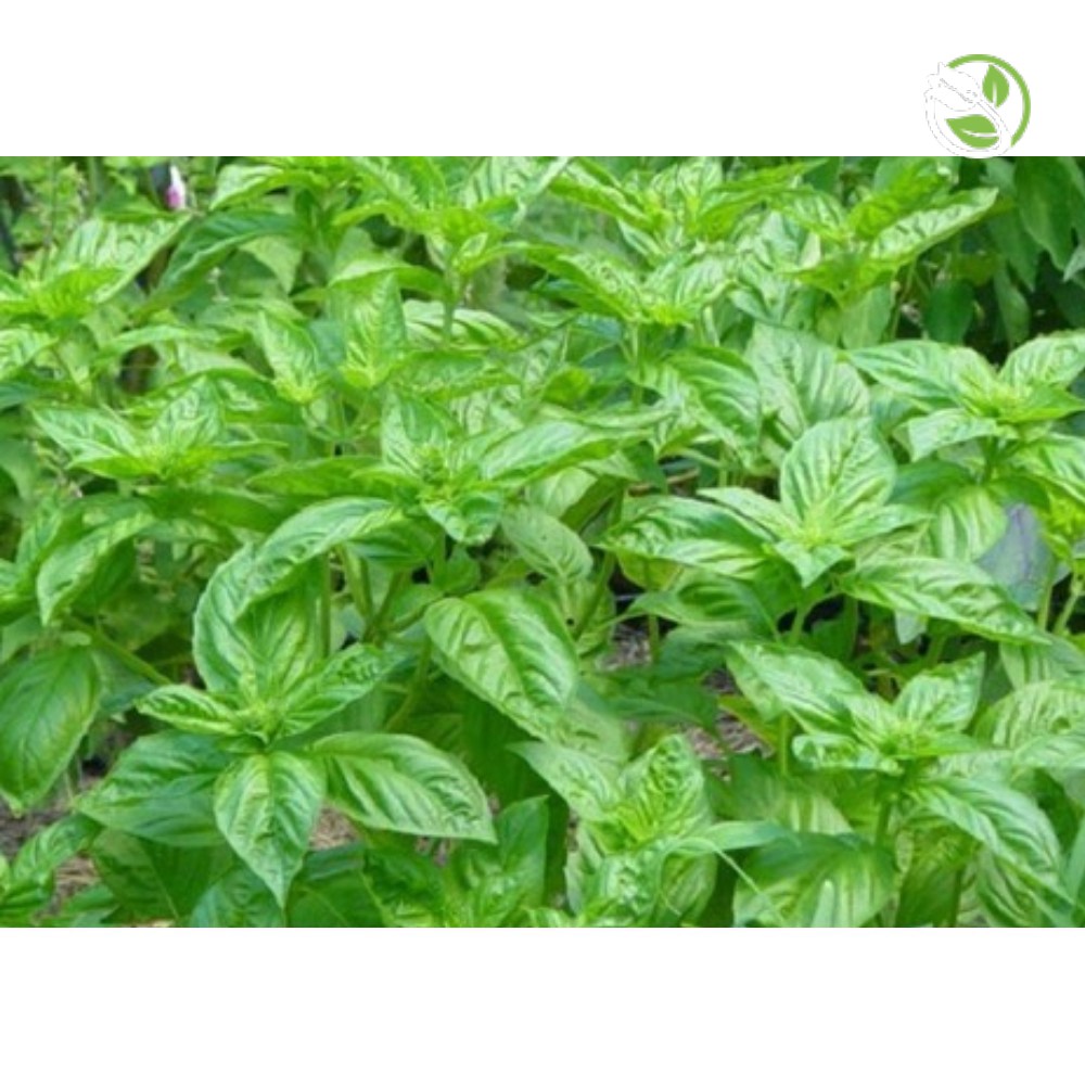 Hạt Giống Húng Thơm Trắng/ Rau Quế Trắng  Phú Nông - Gói 1g