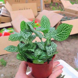 Có một sen đá ( gồm sen phụ kiện trang trí đi kèm k bao gồm châu)