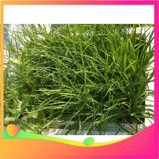 Hạt Giống Hẹ Ta - 5 Gram Hạt [ Tặng bộ dụng cụ làm vườn Mini 3 món ] VIETGAR