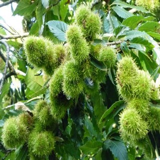 CÂY GIỐNG CÂY HẠT DẺ ĐEN TRÙNG KHÁNH