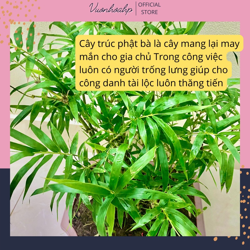Cây trúc phật bà  cao 50cm, khóm to và rậm rạp, xanh lá quanh năm, ảnh thật, lỗi 1 đổi 1