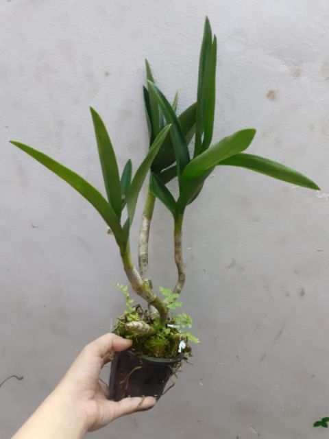 Hoa lan Denro chớp bịp sắp hoa