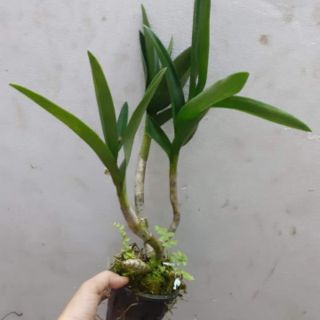 Hoa lan Denro chớp bịp sắp hoa