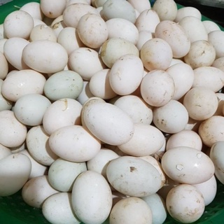 10 trứng vịt ngon - giao nhận ngay nội thành hcm
