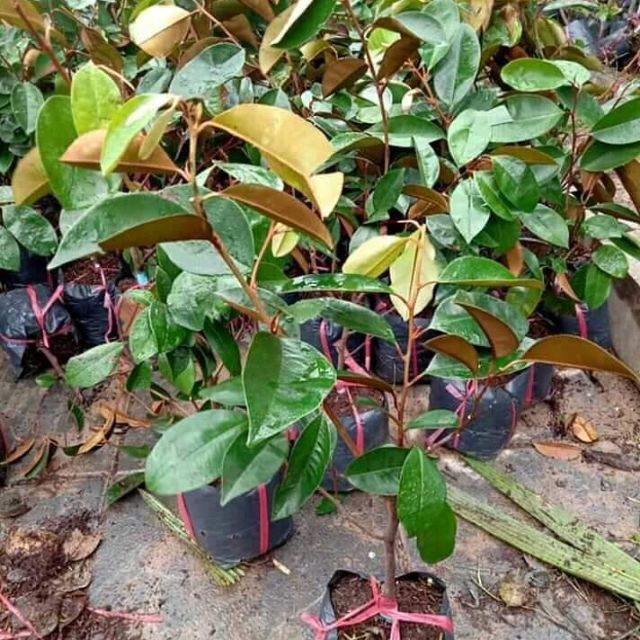 Cây giống vú sữa lò rèn