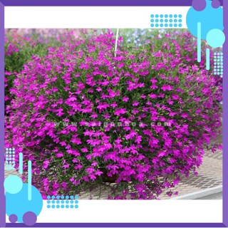 Hạt giống hoa Lobelia mix màu (Cúc Thúy điệp) .