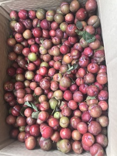 Mận hậu trái mùa