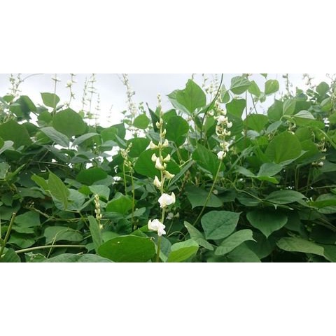 1 kg hạt đậu ván trắng