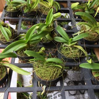 Ngọc điểm cây giống