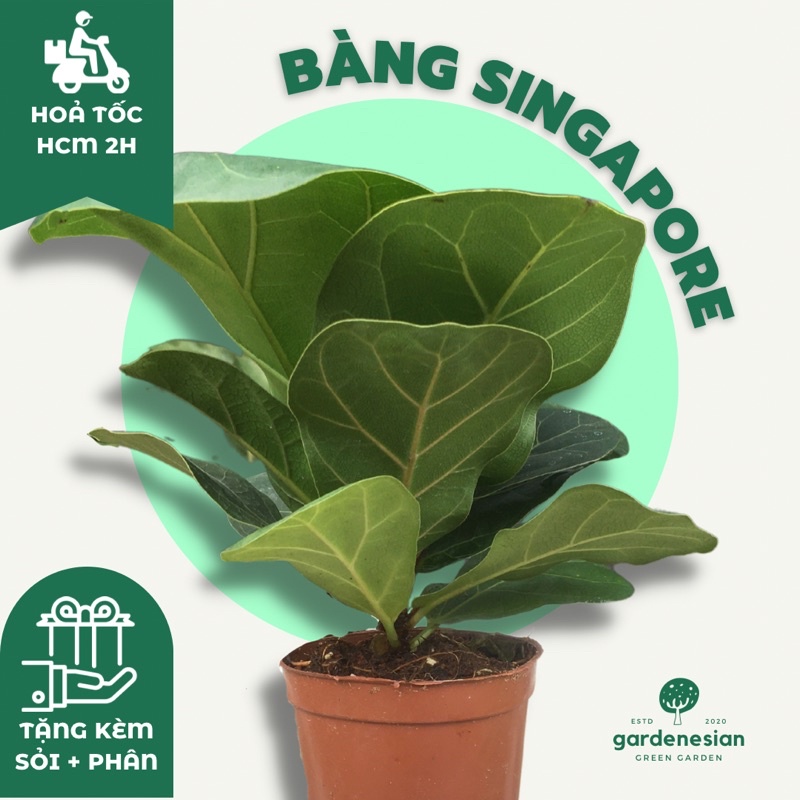 Cây Bàng Singapore để bàn GARDENESIAN mini phong thuỷ kèm chậu sứ