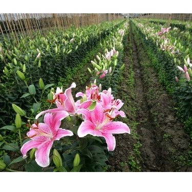 50 chậu trồng cây, ươm cây C11