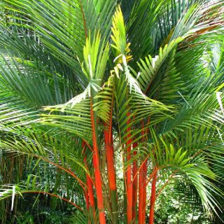 Cây 🌲 Cau đỏ...phong thủy cao 1m6