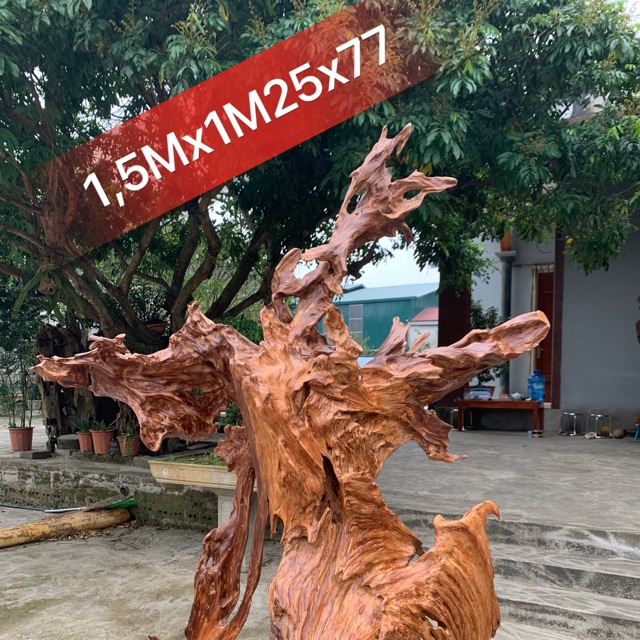 Sụn Gỗ lũa Ngọc am