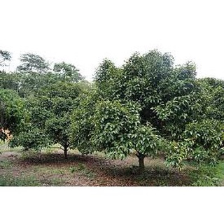 CÂY GIỐNG MĂNG CỤT GHÉP ( GIỐNG GHÉP CHUẨN CHO TRÁI SỚM )