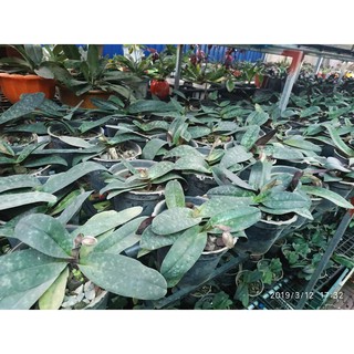 Lan hài chó đốm