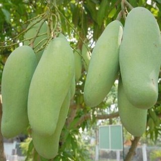 Cây Giống Xoài Xanh Thái, Siêu Ngọt, Năng Suất Vượt Trội