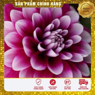 Hạt Giống Hoa Thược Dược Mix