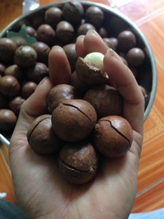 Hạt mắc ca
