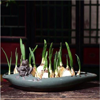 Chậu trồng cây kiểng, bonsai độc đáo