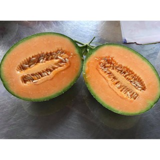 HẠT GIỐNG DƯA LƯỚI AB