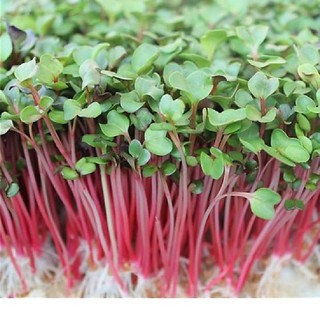 Hạt giống Mầm củ cải đỏ đỏ (30gr)