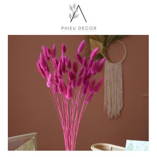 [HOA KHÔ] Cỏ đuôi thỏ 🌸 5 BÔNG 🌸 Trang trí nhà, Phụ kiện chụp ảnh