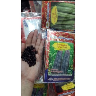 NGÔ NẾP TÍM ĐEN THÁI LAN